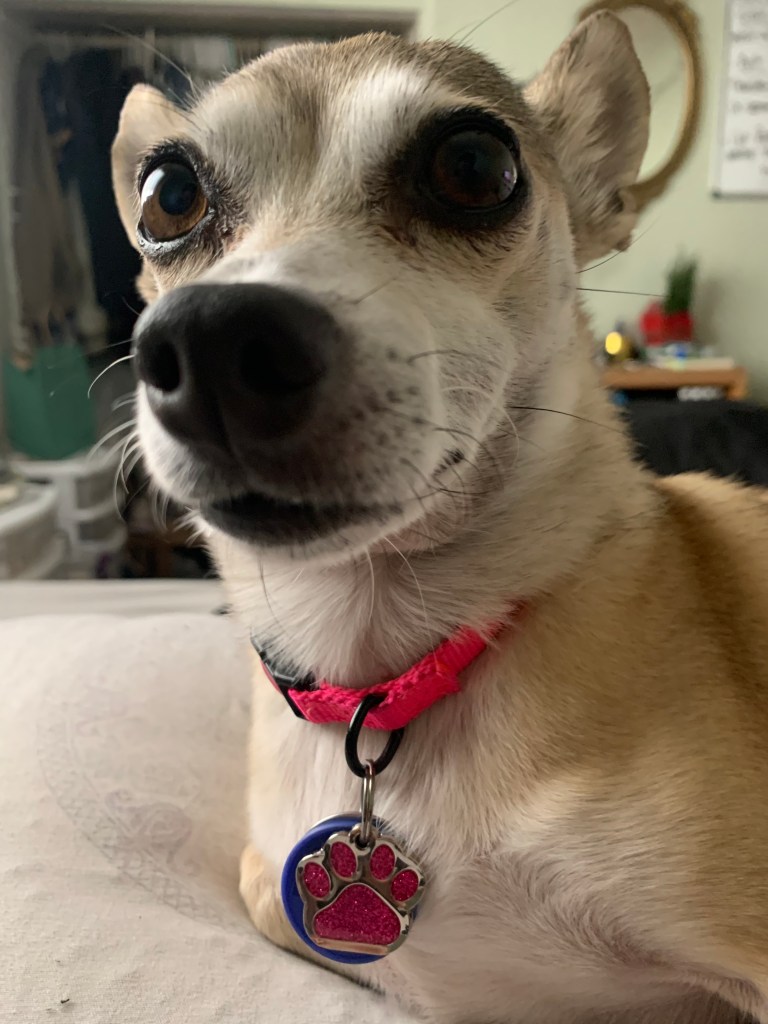 Close-up portrait of Fenway the Chihuahua wearing a pink collar and tag while resting beside her owner.