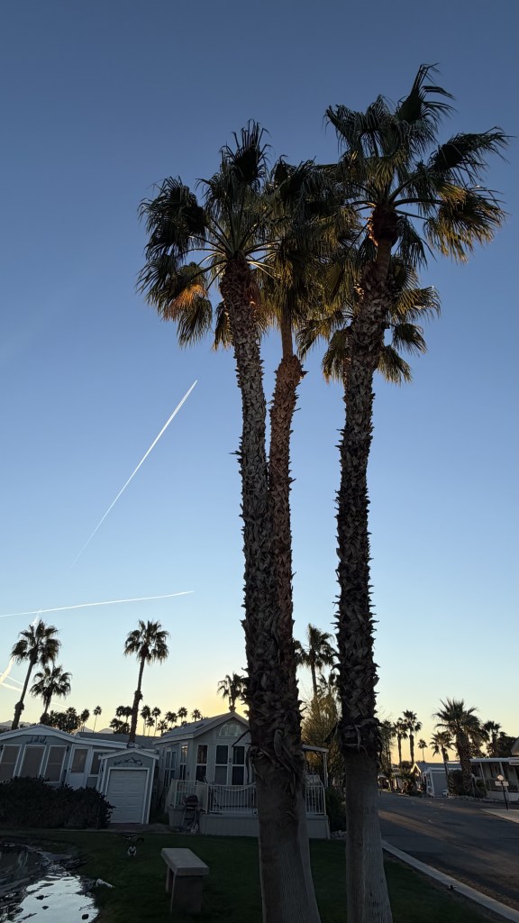 Three towering palm trees beneath intersecting contrails in the evening sky at Sky Valley Resort in the Coachella Valley. Original source photograph by Baroque Medusa used in the creation of Vajine Springs.