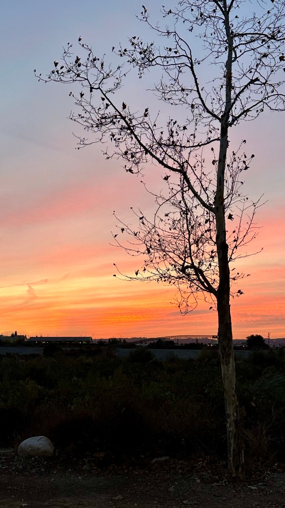 Bare tree silhouetted against a pink and orange sunset, photographed on a walk and later transformed for the Eight of Moons digital collage.
