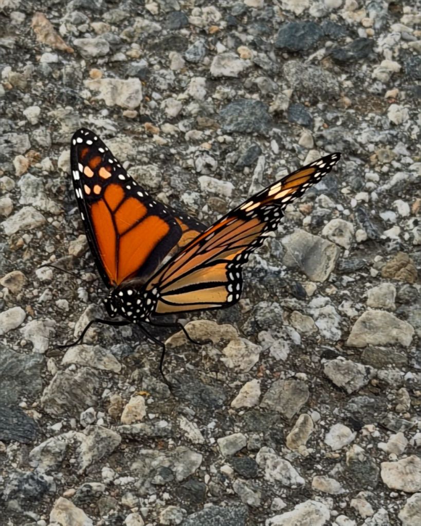Monarch butterfly resting on rocky ground along the San Gabriel River Trail, photographed by Baroque Medusa and used in It’s a Small Dystopian World.